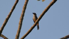 Saltator coerulescens