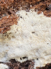 Trechispora farinacea