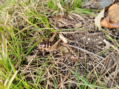 Ceuthophilus maculatus