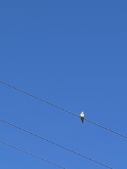 Streptopelia decaocto