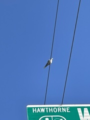 Streptopelia decaocto