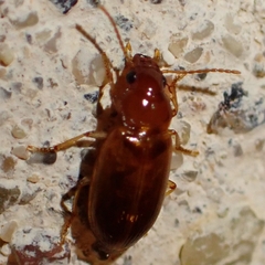 Stenolophini