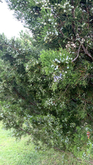 Juniperus chinensis