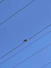 Streptopelia decaocto