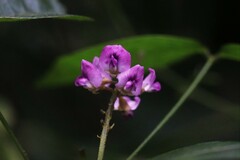 Glycine