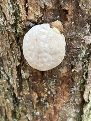 Reticularia