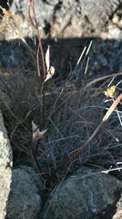 Calochortus tiburonensis