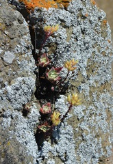Dudleya