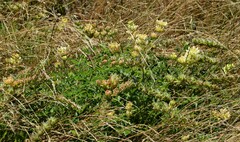 Lupinus densiflorus densiflorus