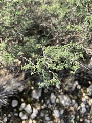 Dalea formosa