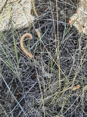 Bouteloua gracilis