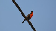 Leistes militaris