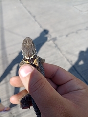 Sceloporus torquatus