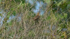 Leistes militaris