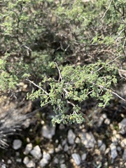 Dalea formosa