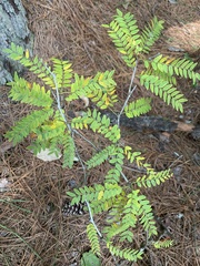 Gleditsia triacanthos