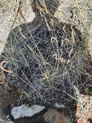 Bouteloua gracilis