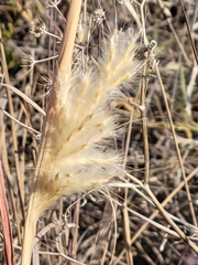 Bothriochloa barbinodis