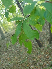 Quercus imbricaria