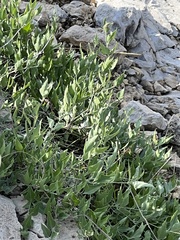 Acleisanthes longiflora