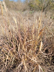 Bothriochloa barbinodis