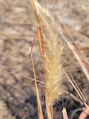 Bothriochloa barbinodis