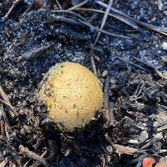 Pisolithus