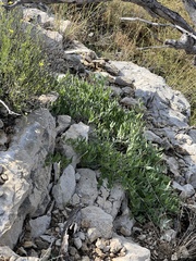 Acleisanthes longiflora