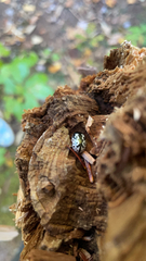 Calligrapha confluens