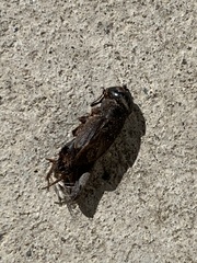 Gryllus