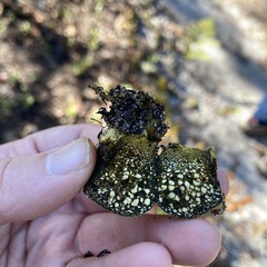 Pisolithus