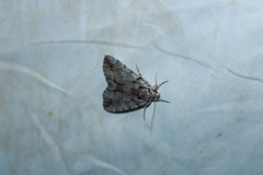 Catocala praeclara