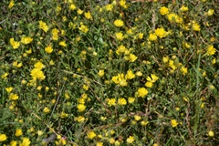 Hemizonia congesta lutescens