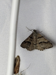 Digrammia continuata
