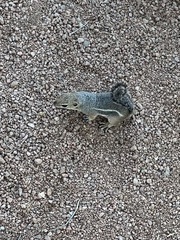 Ammospermophilus harrisii