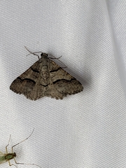 Digrammia continuata
