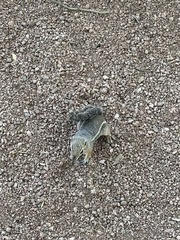 Ammospermophilus harrisii