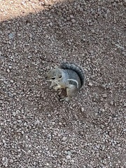 Ammospermophilus harrisii