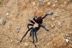 Brachypelma albiceps