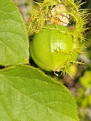 Passiflora ciliata