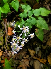 Symphyotrichum cordifolium