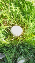 Lycoperdaceae