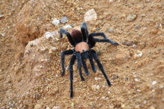 Brachypelma albiceps