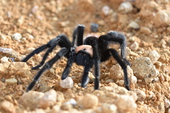 Brachypelma albiceps