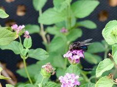 Copestylum violaceum