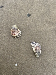 Ostreidae