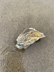 Ostreidae