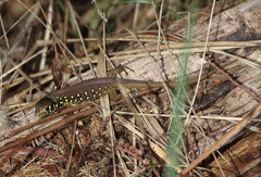 Lacerta schreiberi