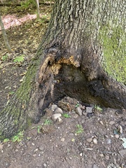 Kretzschmaria deusta