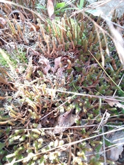 Selaginella rupestris